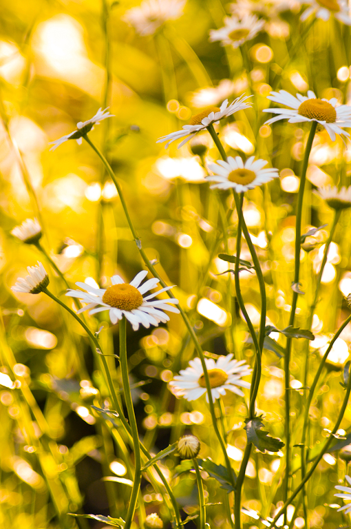 Zoo park flowers